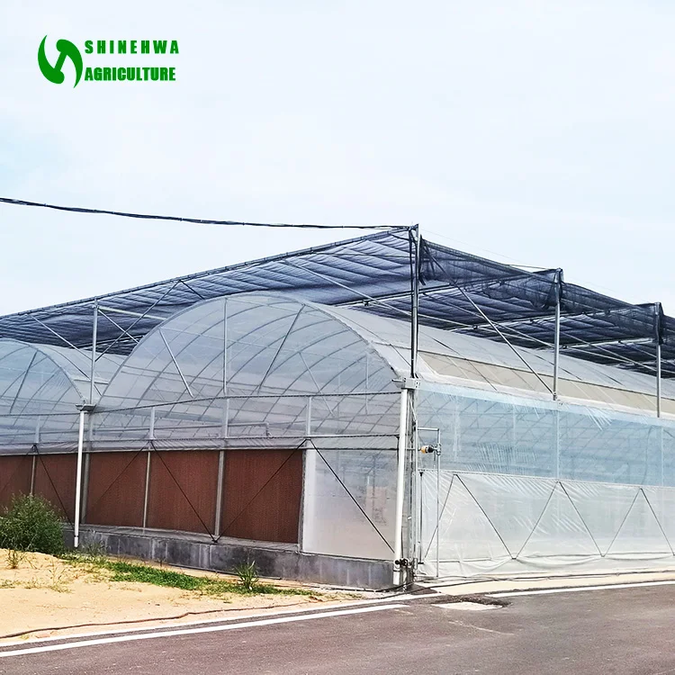 
Plastic Film Greenhouse with Hydroponic Growing System  (62249013795)