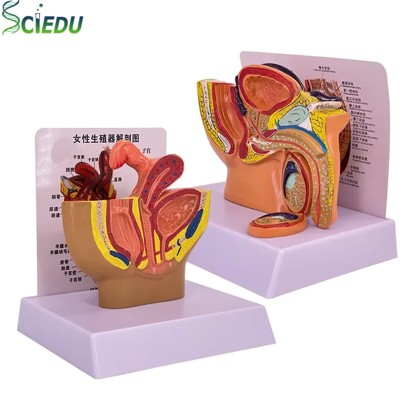 Pvc Pelvis Model Human  Anatomy Model Pelvis Model Female  Male Reproductive System Model Advanced Teaching Equipment