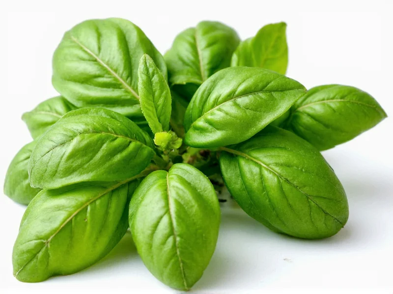 Dried Basil to Fresh Basil: Perfect Conversion Ratio Guide