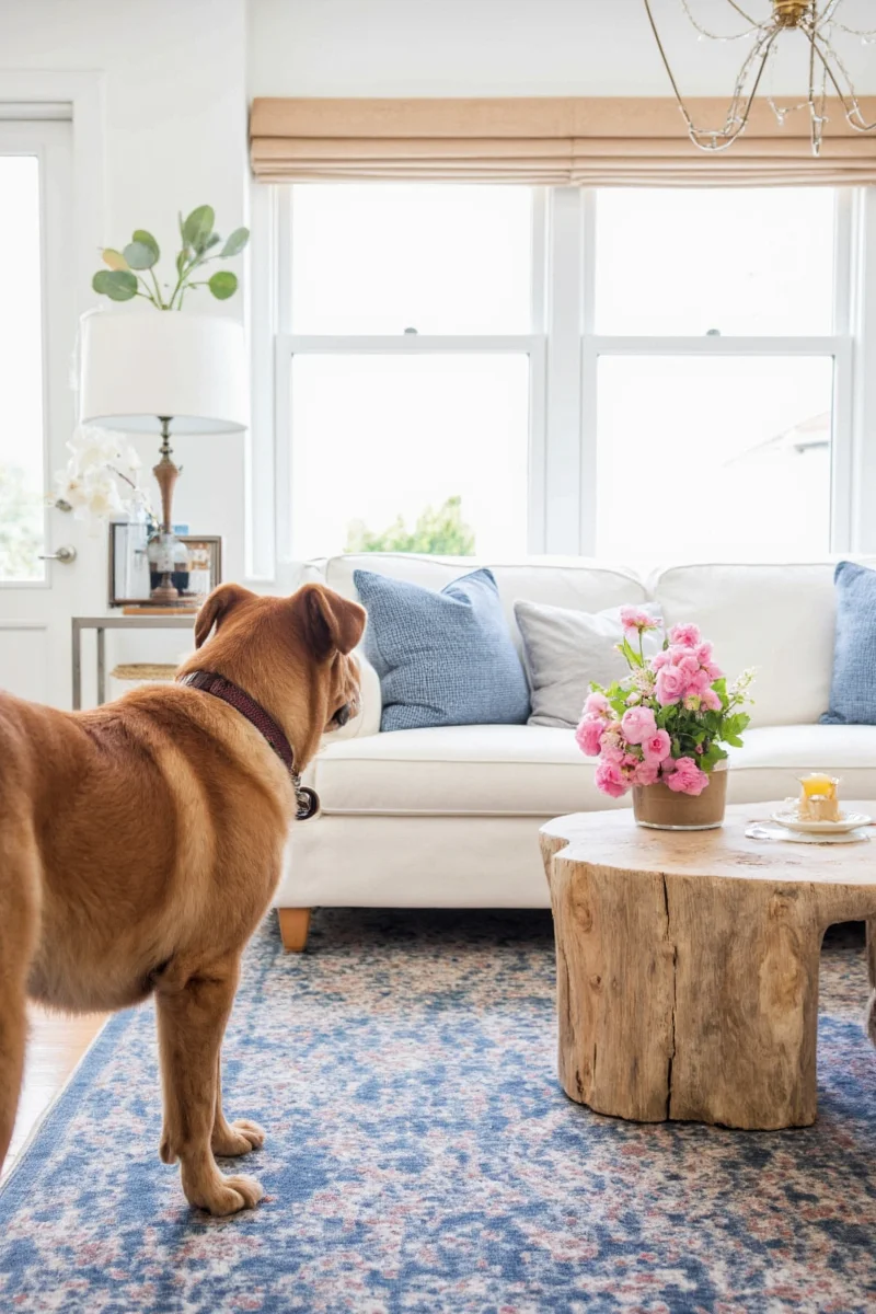 White elevated pet bed with clean lines and metallic legs
