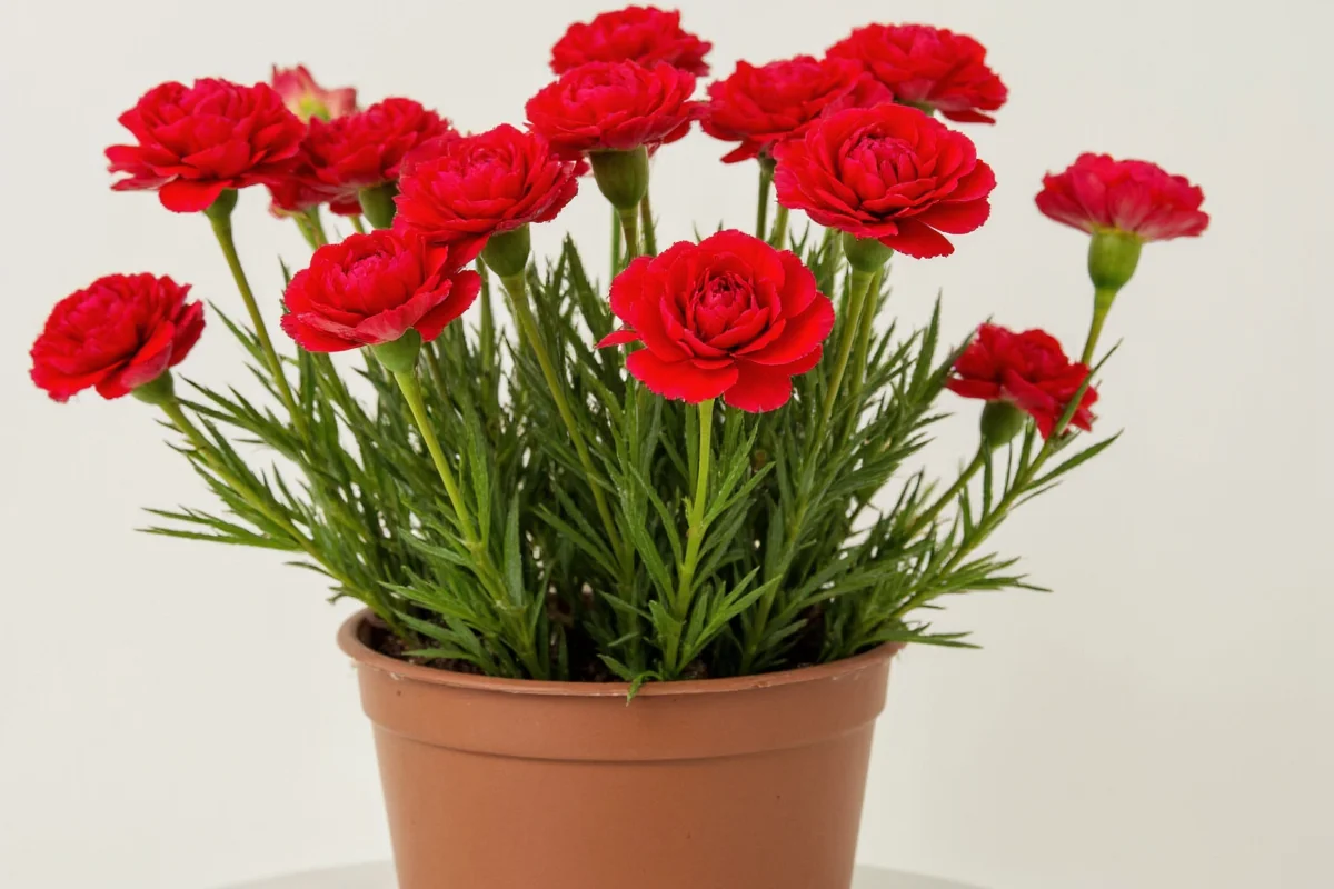how to care for carnation plants