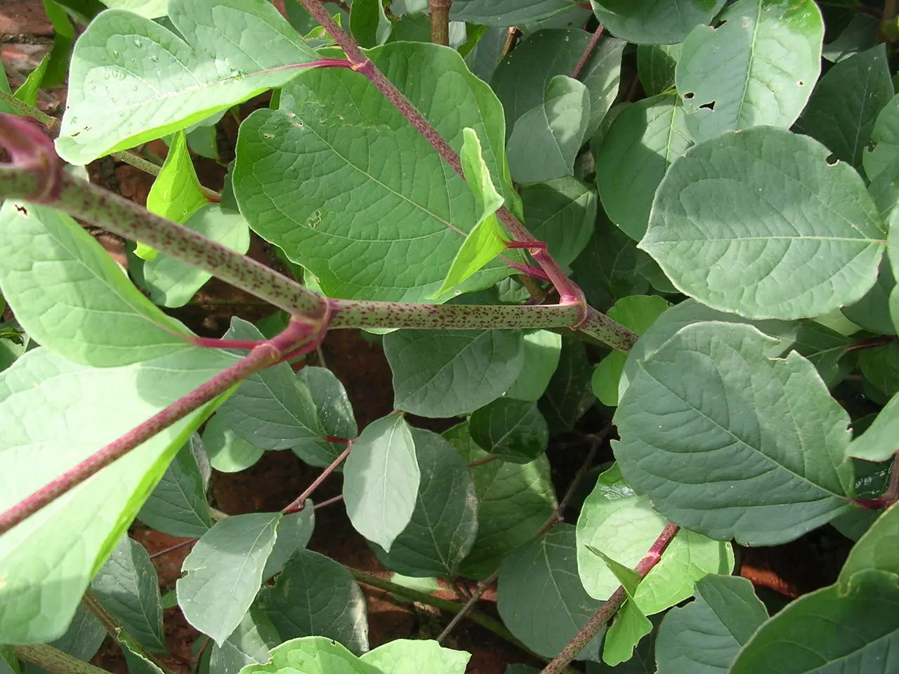 
micronized resveratrol supplement pills 500mg 1000mg capsules bulk price 