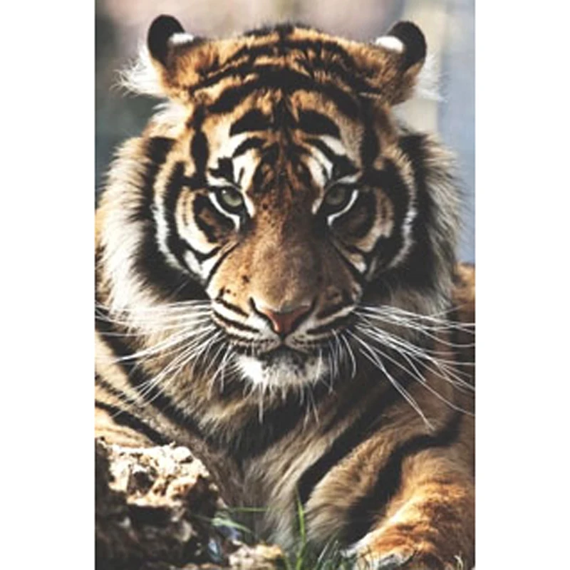 

Full Drill 5d Diy Diamond Painting Kit Animal Picture Adult Diamond Painting Living Room Home Art Decoration