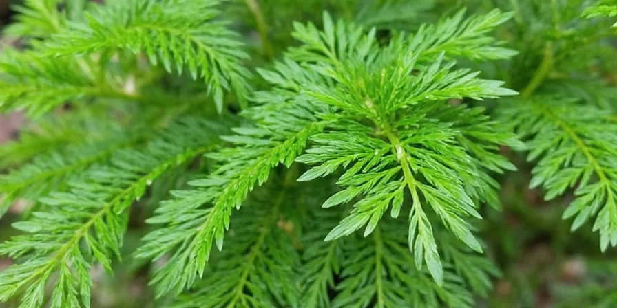 Comparison between dill and fennel fronds