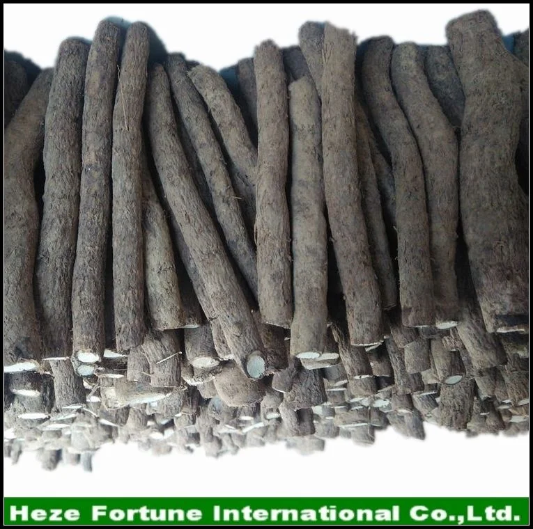 
Fresh Pao tong fresh royal paulownia elongata roots for growing 