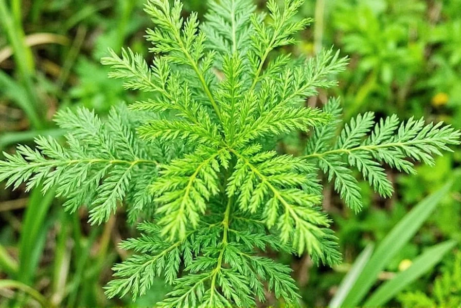 Various herbs on wooden table