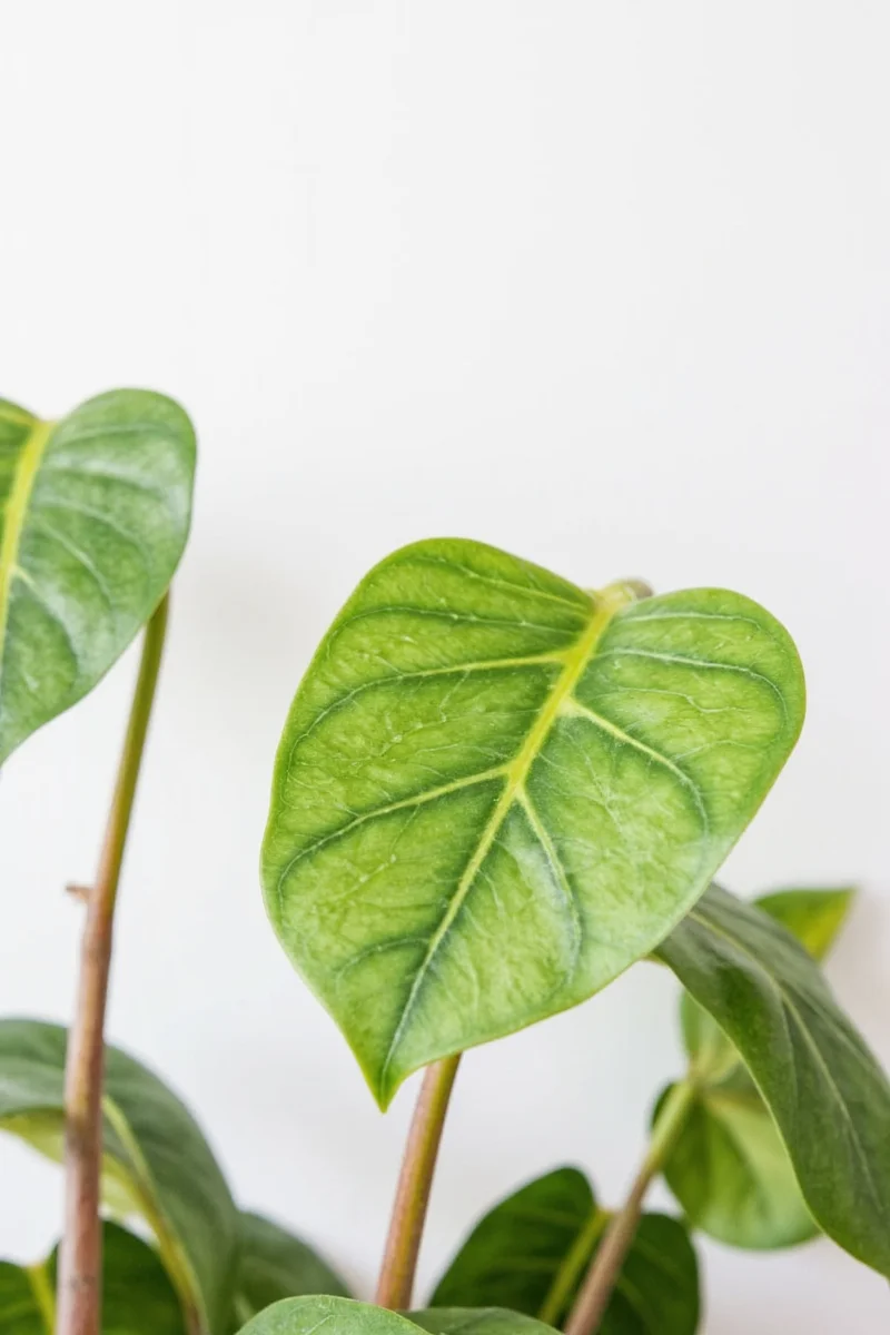 Happy Family with Fiddlehead Fig in a Cozy Living Room