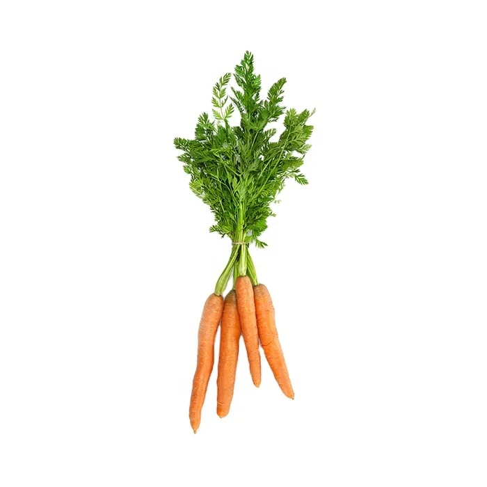 
10kg Bulk Carrots to Vietnam market  (62591635982)