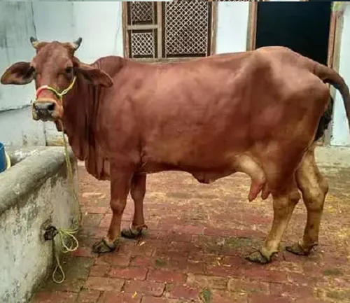 
Sahiwal cows livestock cattle 