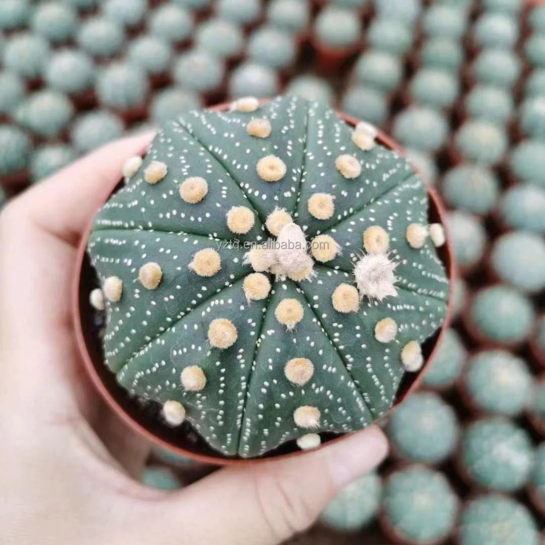 

Wholesale cactus Astrophytum asterias live woody plant Real Cacti natural plants Nursery Decorate for sale