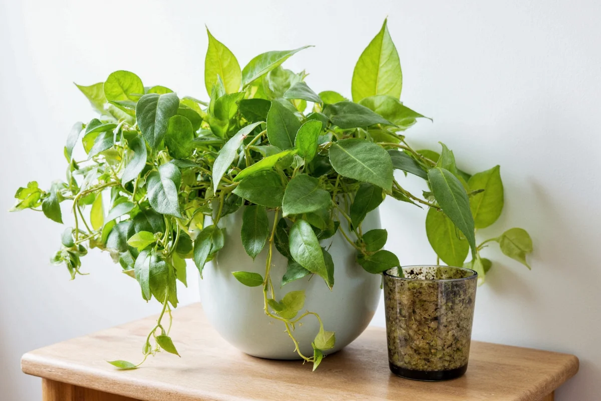 best types of marigold flowers to brighten gardens repel bugs