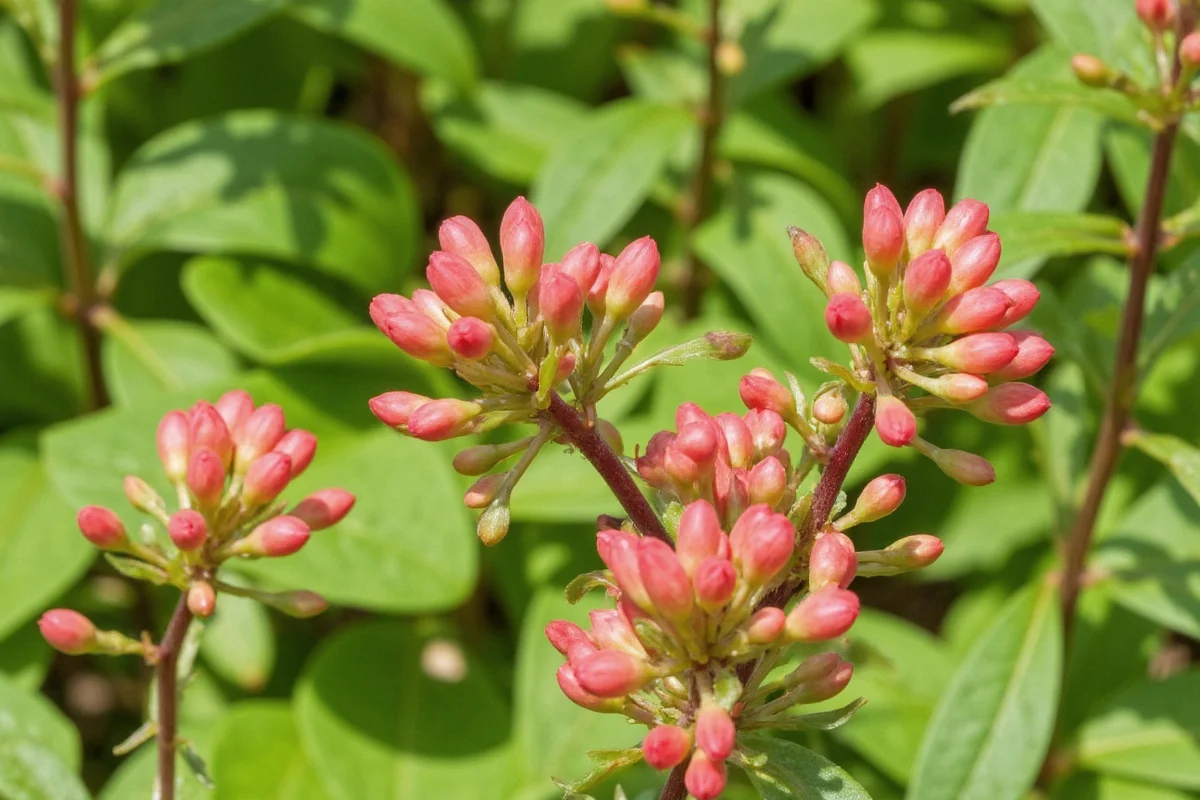 how to care for a kalanchoe plant indoors