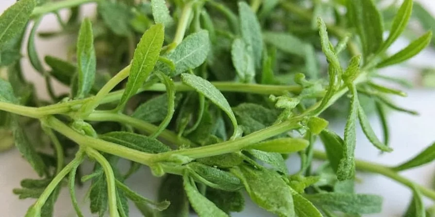 Small oregano plants growing in pots