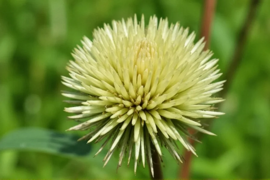 Comparison chart showing leaf and flower differences between white clover, red clover, and black medic