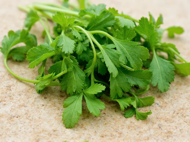 Dry Cilantro: Complete Guide to Drying, Using & Storing