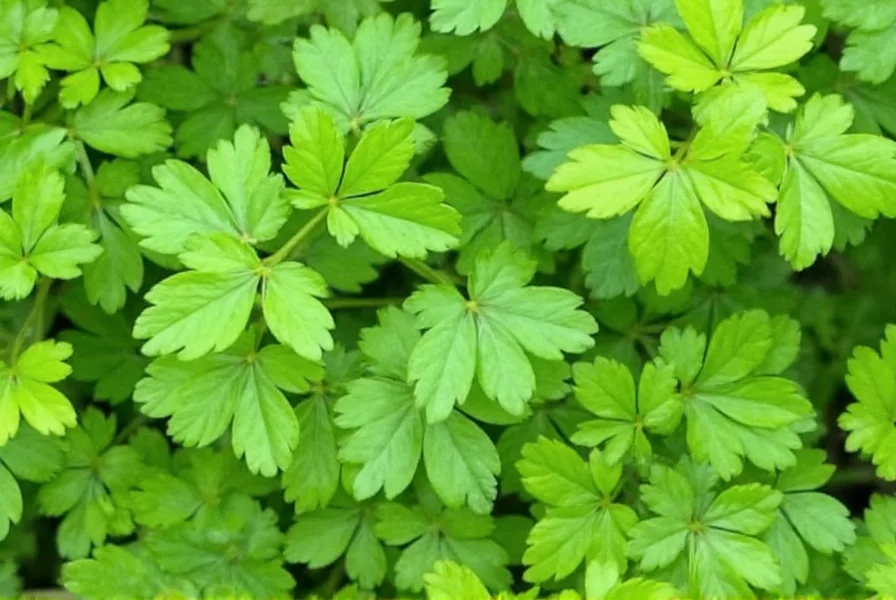 Botanical diagram showing coriander plant with labeled parts: cilantro leaves, stems, and coriander seeds