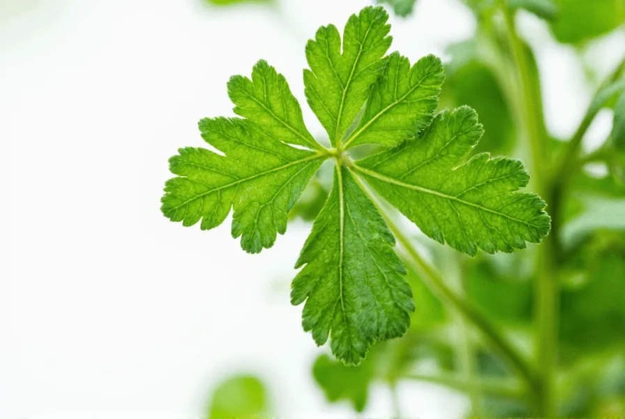 Nutritional chart of parsley