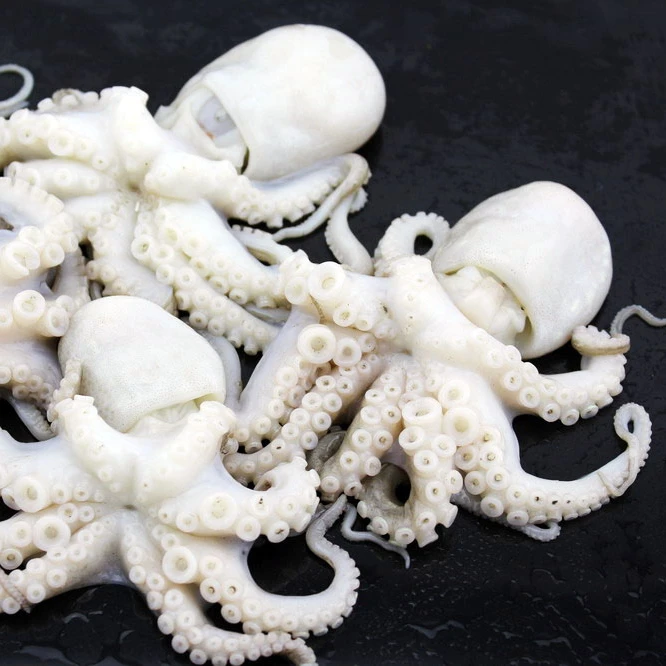 
High quality whole round frozen baby octopus fresh seafood 