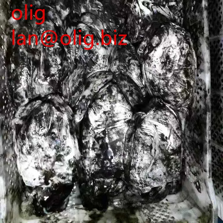 
Original Morocco Olig cuttlefish 