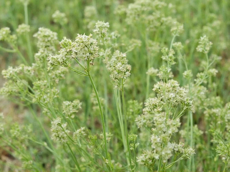 Caraway Taste: Flavor Profile, Uses & Comparisons