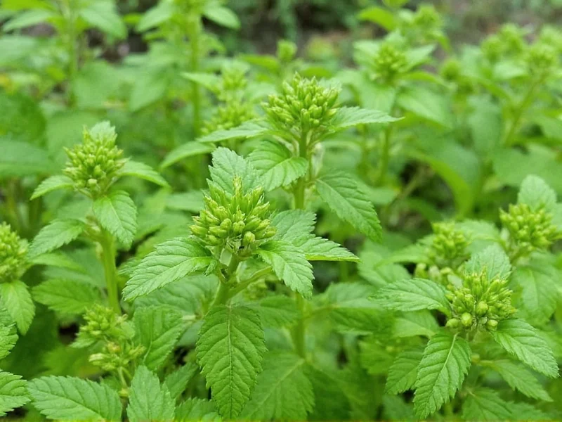 Celery Seed Benefits: Science-Backed Health Uses Explained