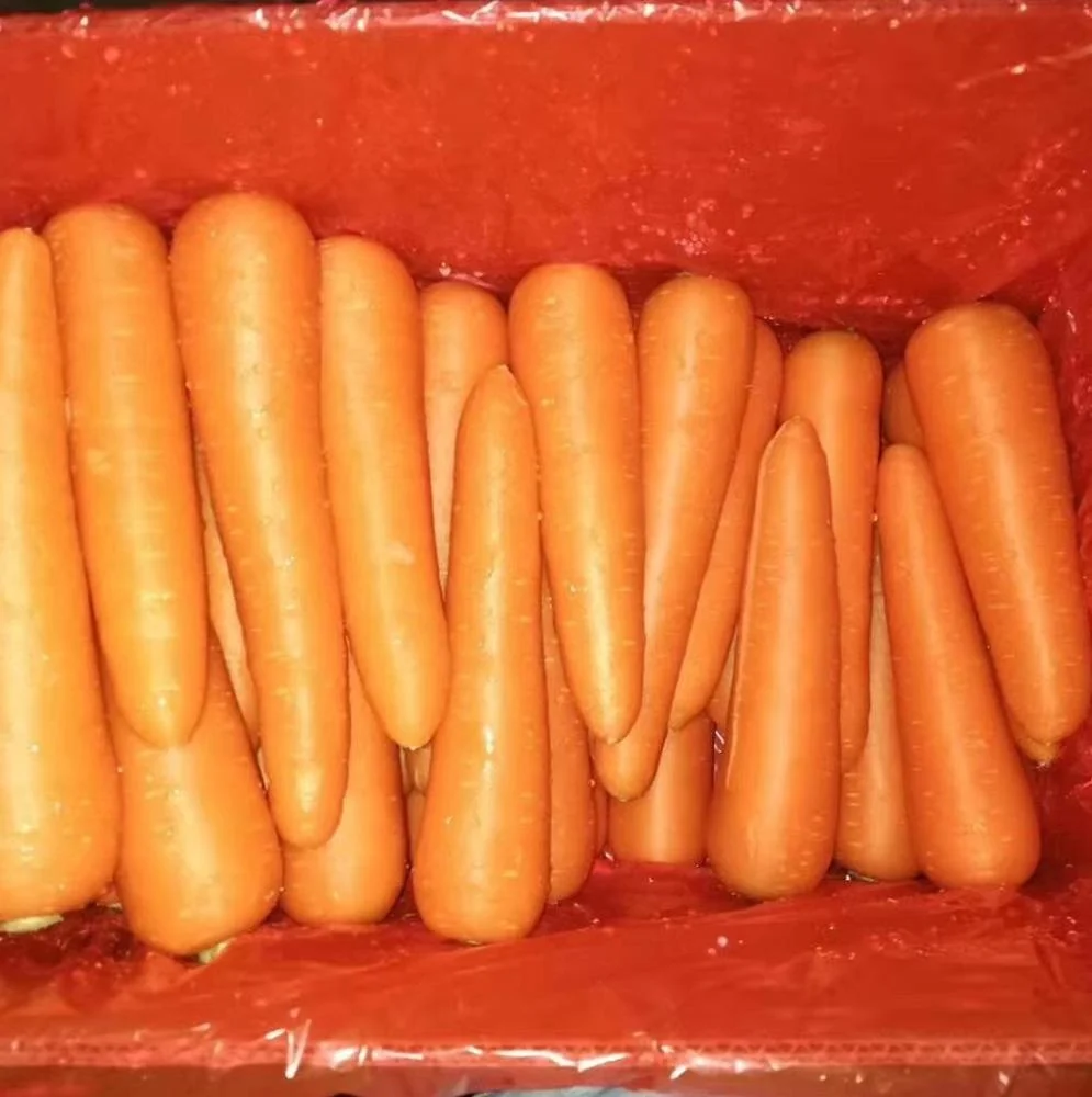 
fresh carrot 