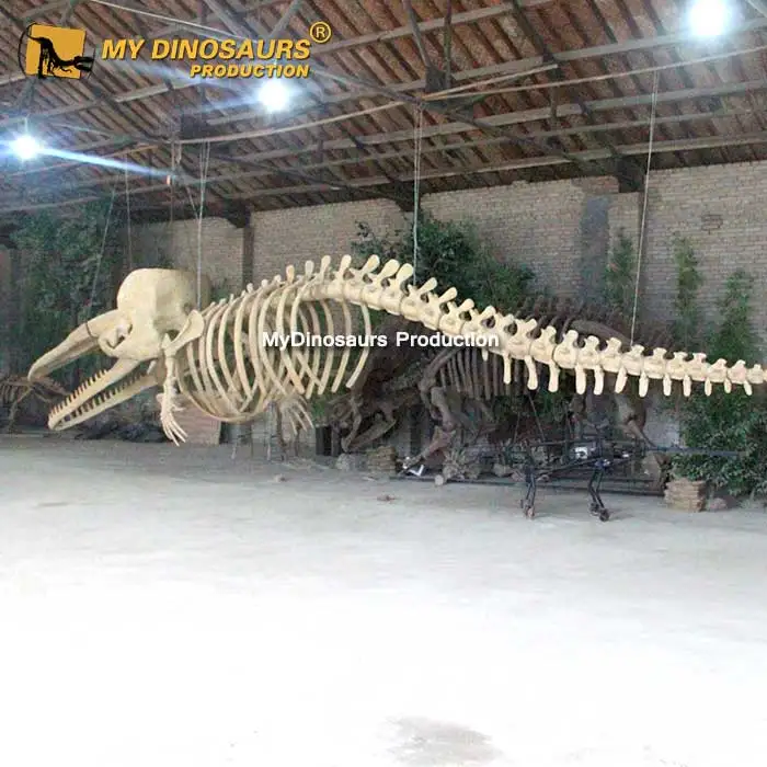 My Dino As026 Teaching Quality Life Size Marine Animal Skeleton Sperm ...