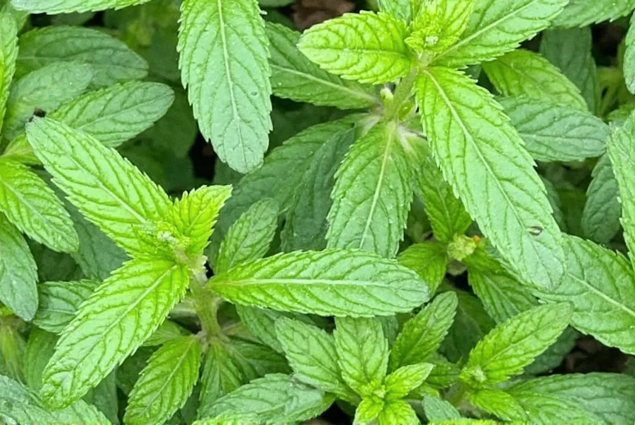 Mint Varieties