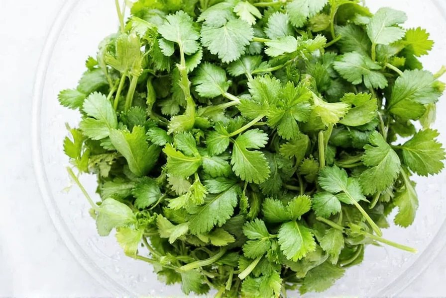Best Way to Store Coriander: 14-Day Freshness Guide