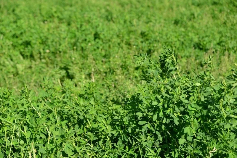 
Alfalfa hay from Turkey 