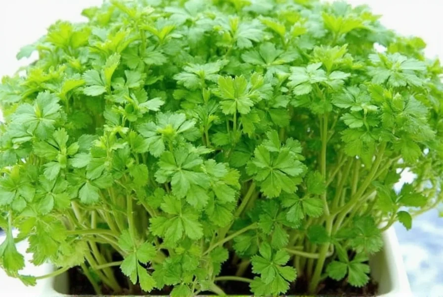 Coriander Leaves Plant: Complete Growing Guide
