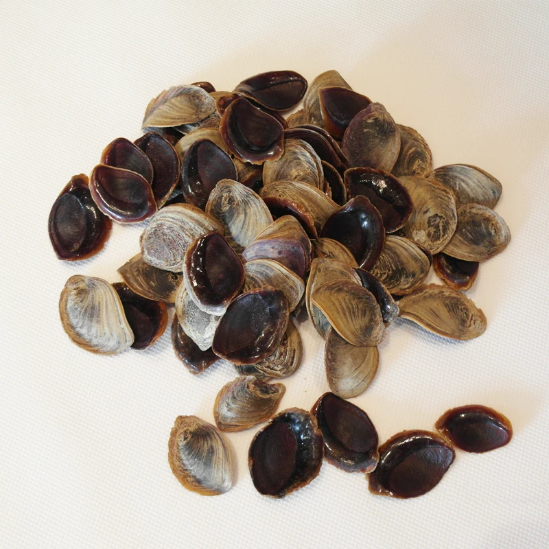 
Factory Conch Operculum Shell Operculum Seashell 