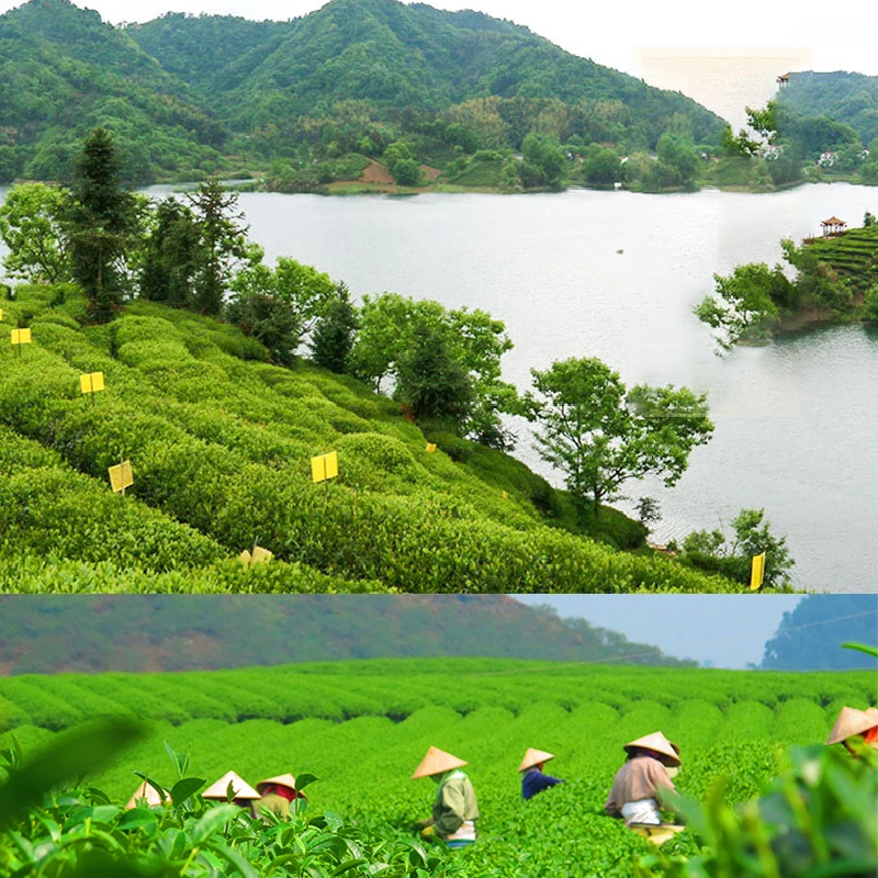 Taiping Hou Kui Green Tea/ peaceful monkey leader tea - 4uTea | 4uTea.com