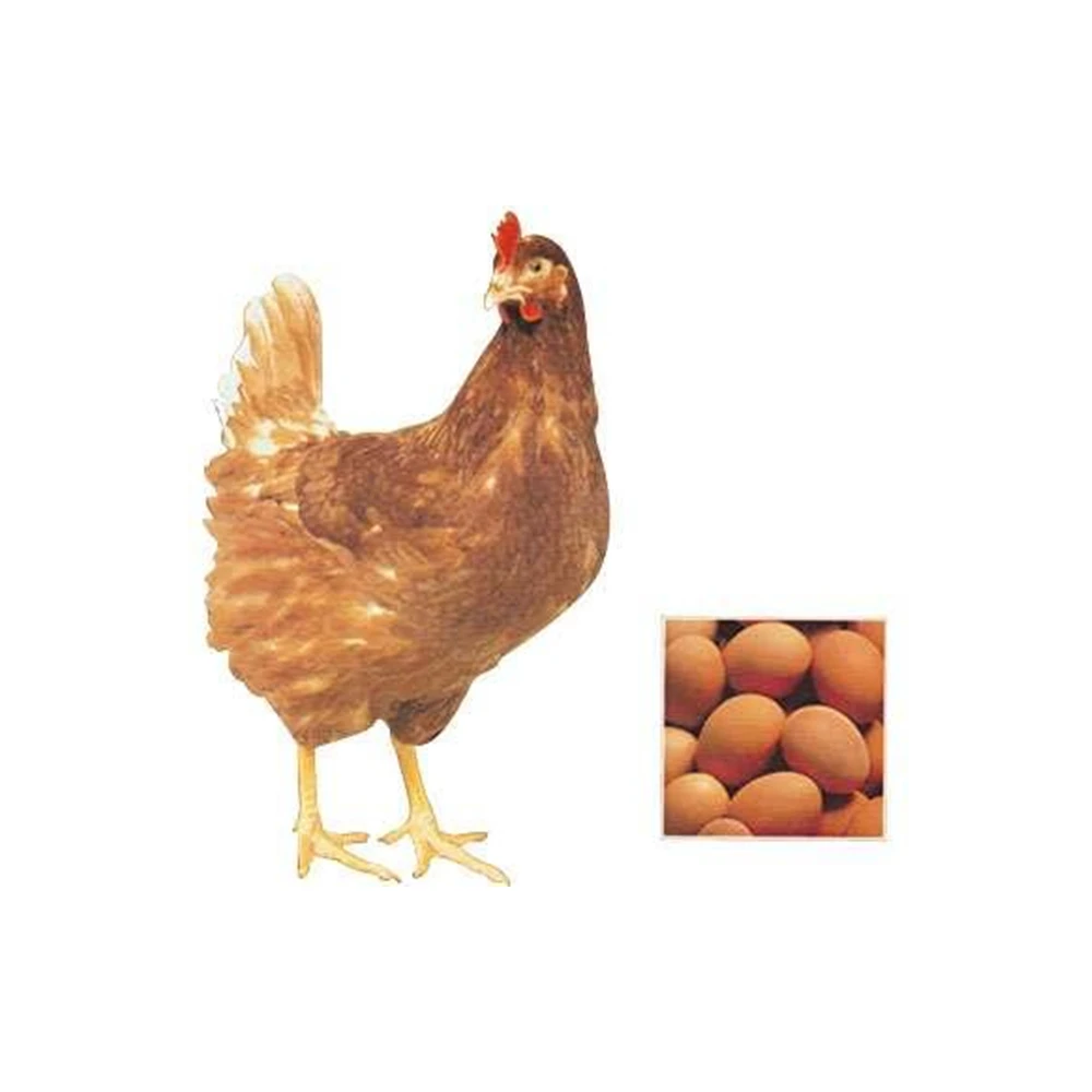 Improve egg production and fertilization rate, Peptide Nutrients feed premix for laying and breeding hens