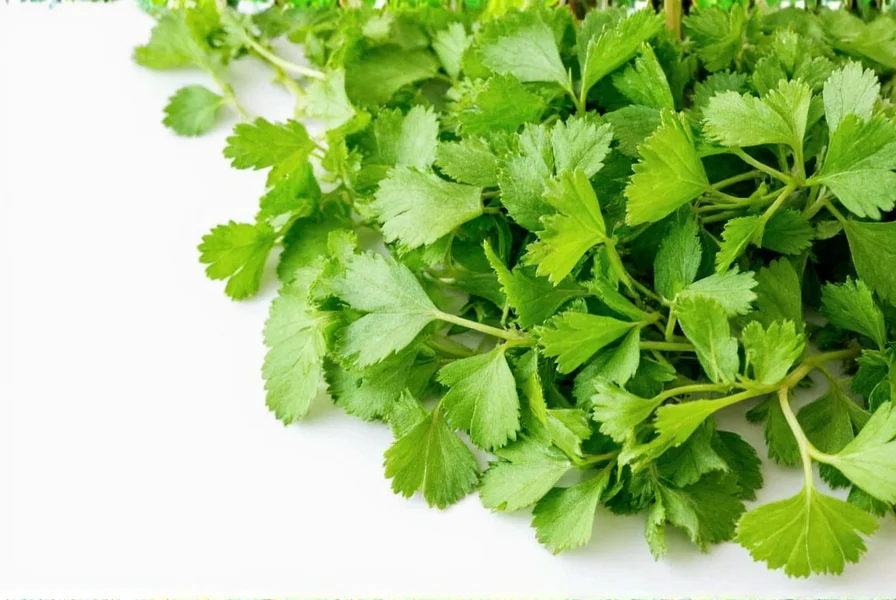 Coriander frozen in oil cubes ready for cooking