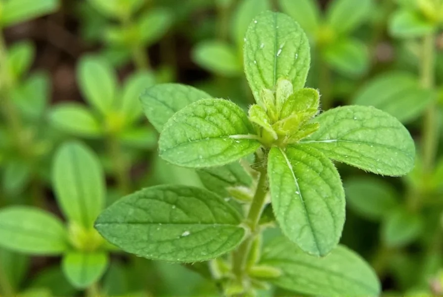 Marjoram Seasoning Blend