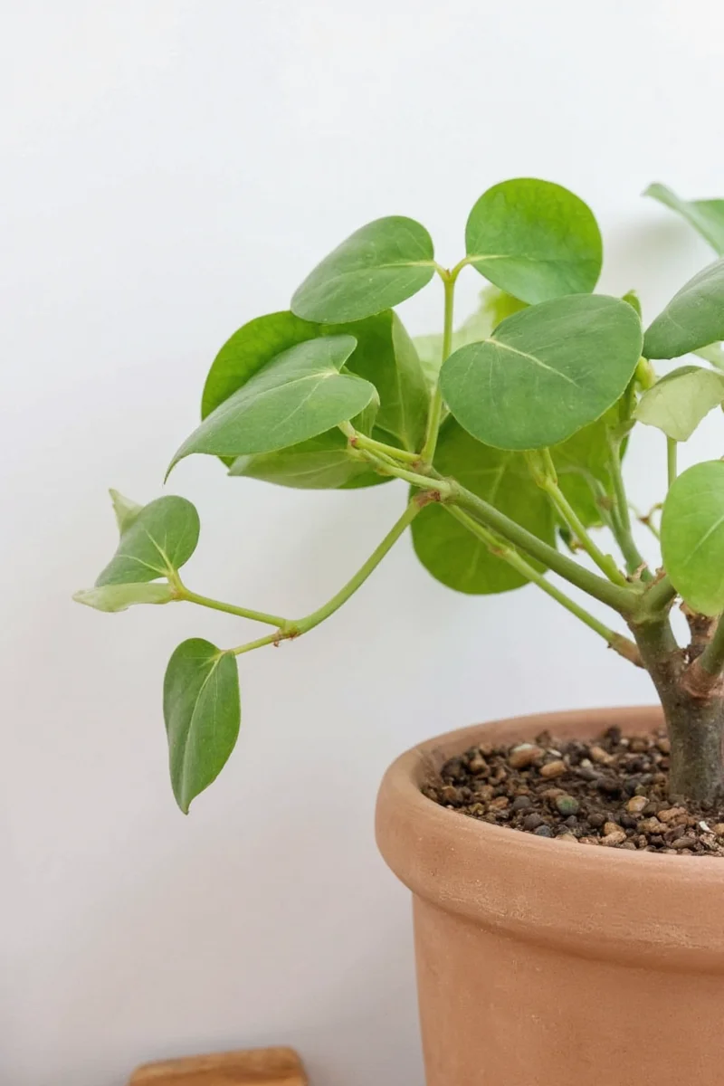 Tips on Caring for a Fiddlehead Fig with Childproofing Elements