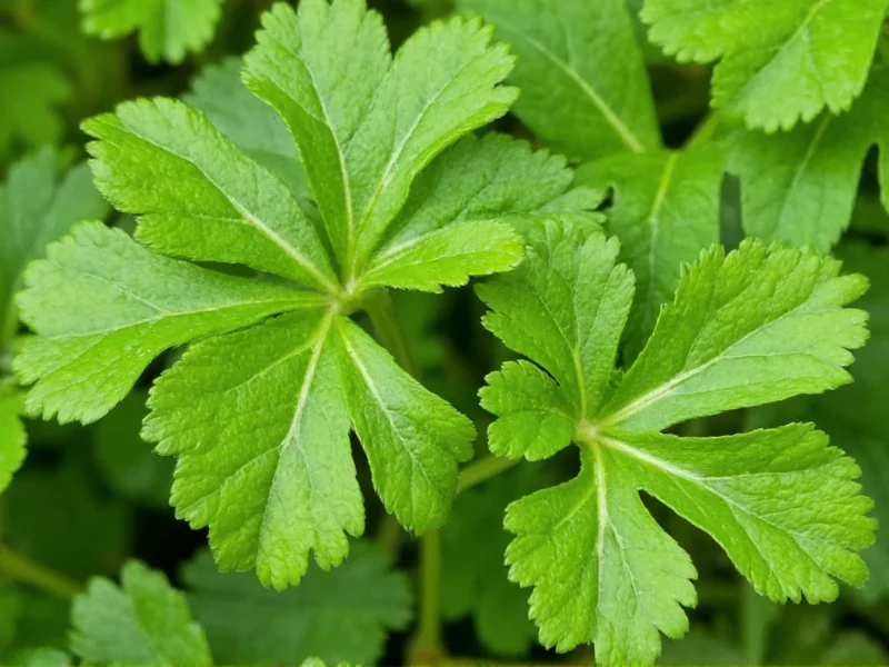Coriander: The Other Name for Cilantro Explained