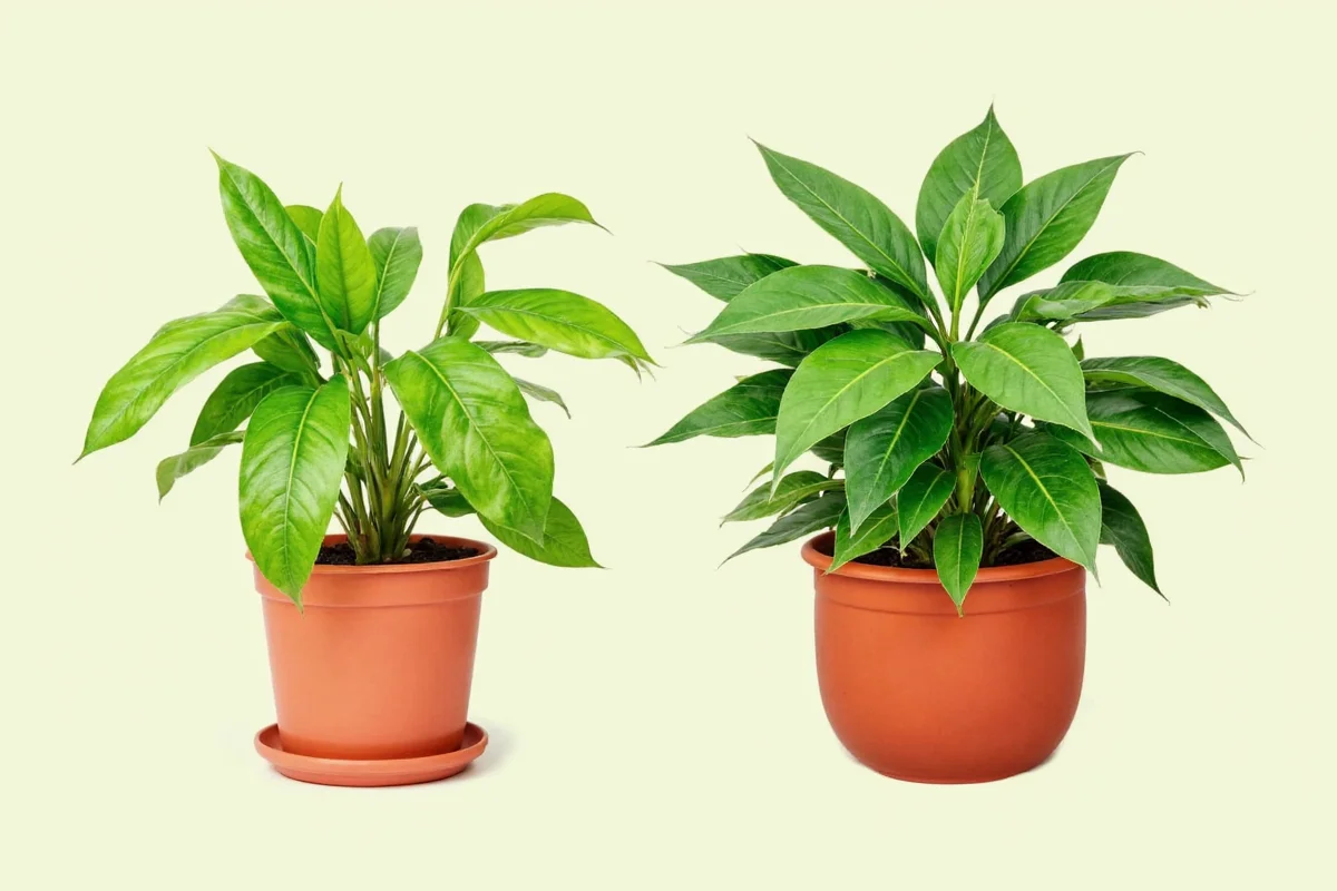 how to care for maranta plant