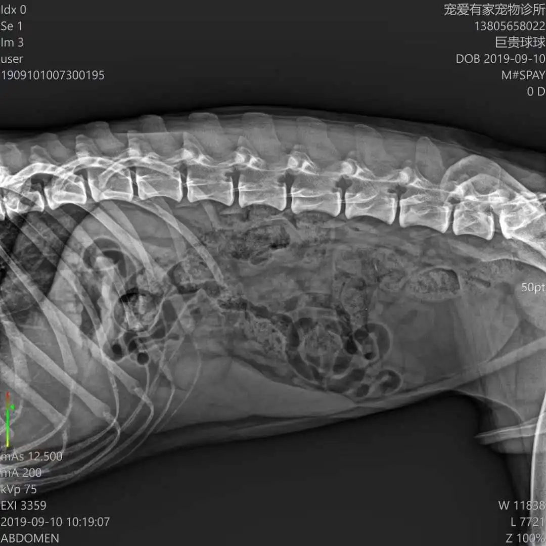 Digital Radiography System Dr Xray Veterinary Xray Machine - Buy Dr ...