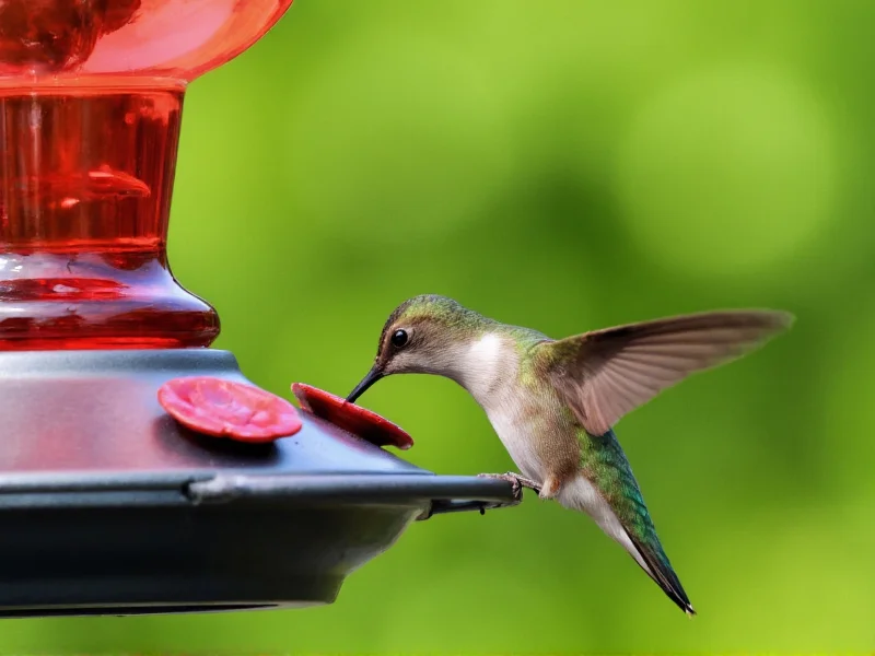 Hummingbird drinking from clean glass feeder