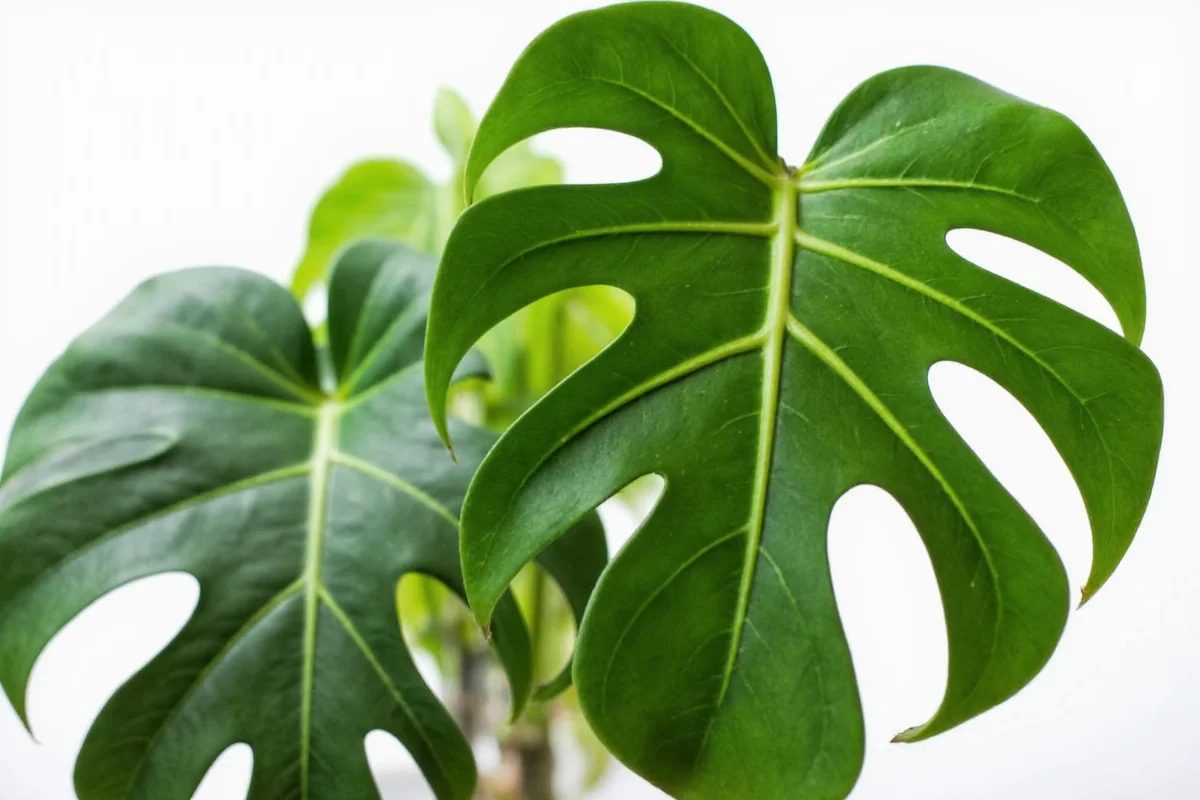 how to care for monstera plant