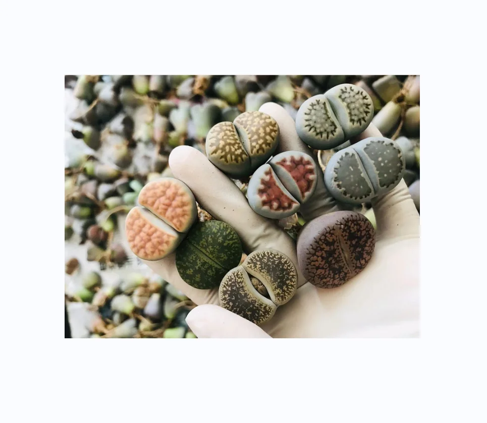 

Mixed Lithops plants mini Lithops Indoor ornamental plants for home decoration, Green