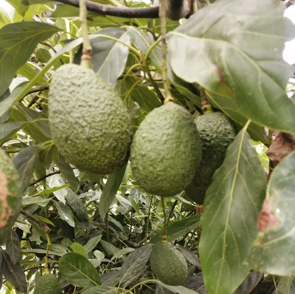 
Fresh organic Mexican avocado 