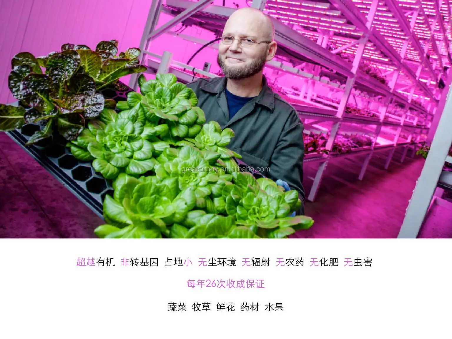 
Automatic salad vegetable planters, such as sesame, chicory and lettuce, come from sunlight machinery 