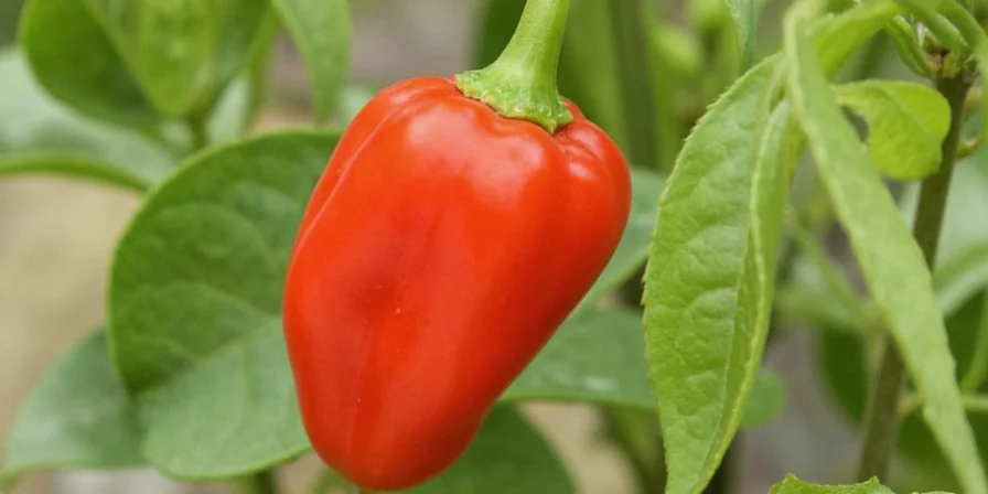 Habanero Tacos
