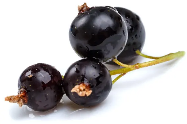 supply natural organic black currant seed oil