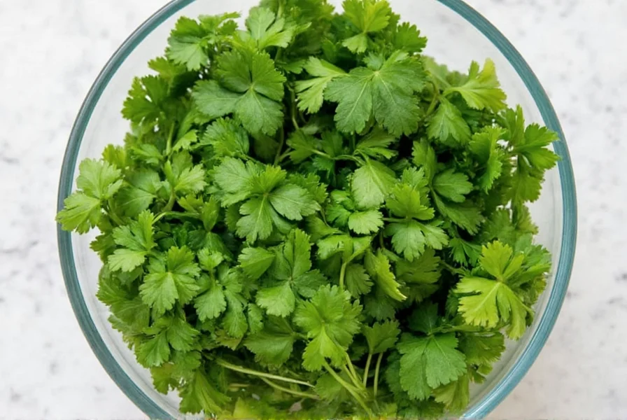 Fresh coriander leaves being prepared for freezing