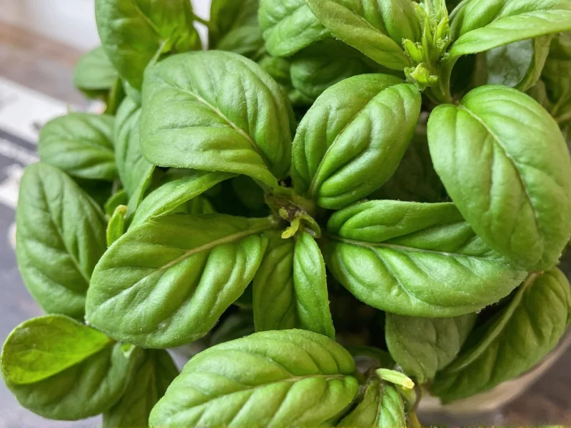 Dried to Fresh Basil Conversion: Exact Measurements Guide