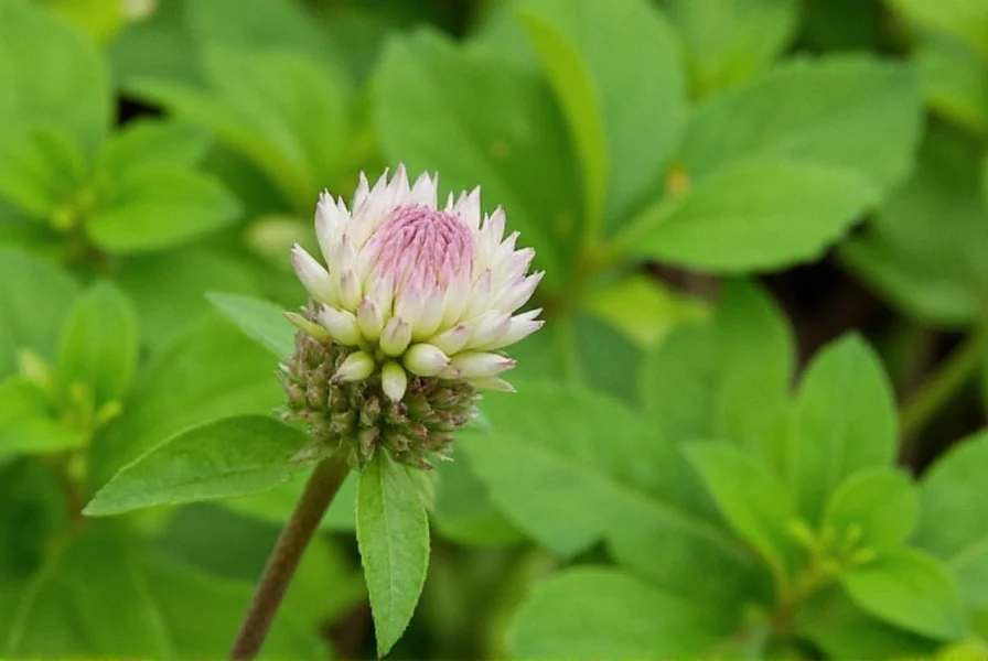 Alsike Clover: Complete Guide to Trifolium hybridum Characteristics